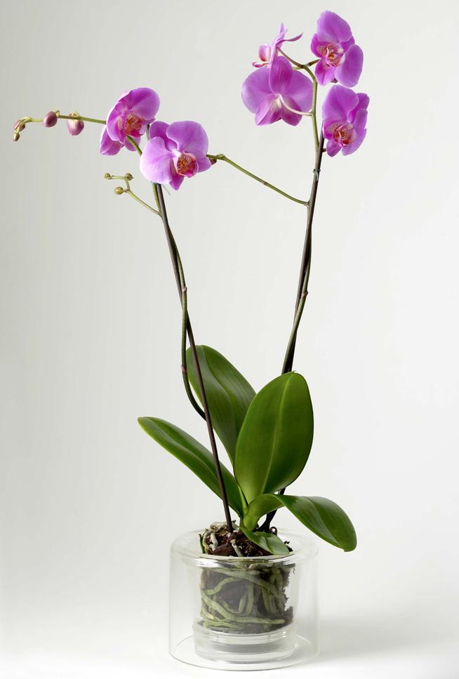 Le meilleur pot pour orchidées 